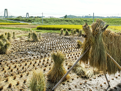 米本来のうまさ引き出す土地と気候