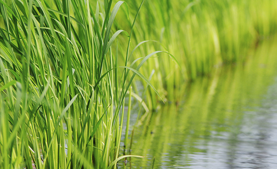 3. 除草・こまめな水管理